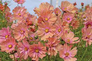 Cosmos Apricotta